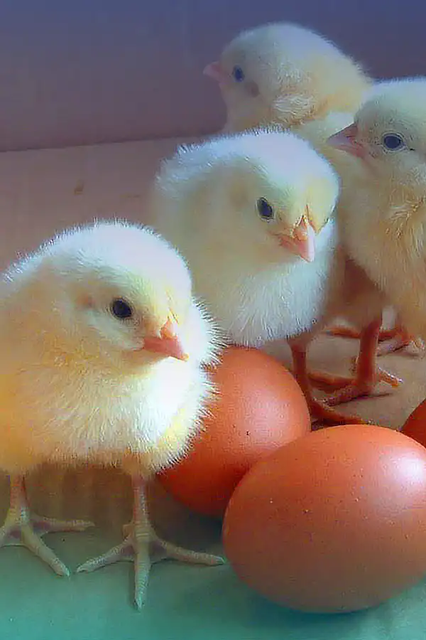 chicks