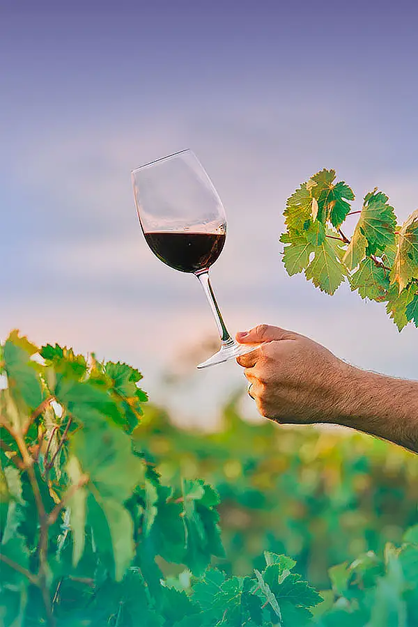 wine-glas-in-field